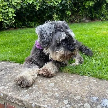 Award Winning Pet Friendly Paddock بيت للعطل *