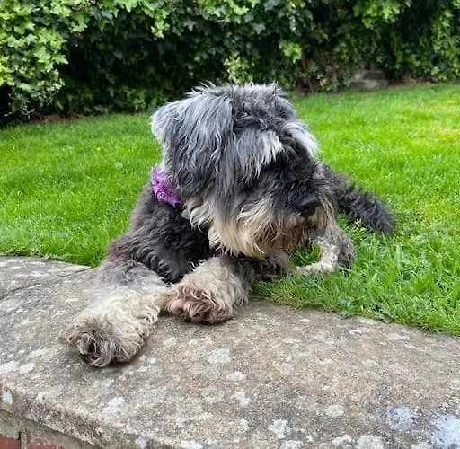 Award Winning Pet Friendly Paddock Holiday home *