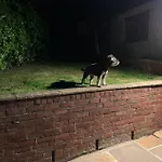 Award Winning Pet Friendly Paddock * Whitby